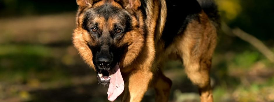 Das sind die schönsten Hunde aus Mainz