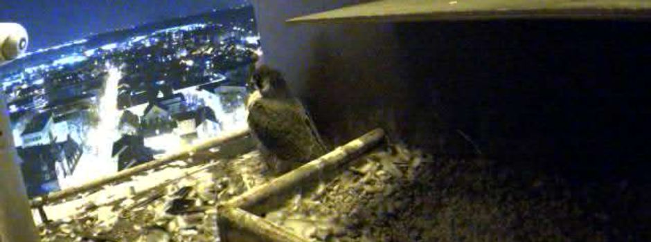 Wanderfalken im Wormser Dom sind zurück – Nachwuchs erwartet