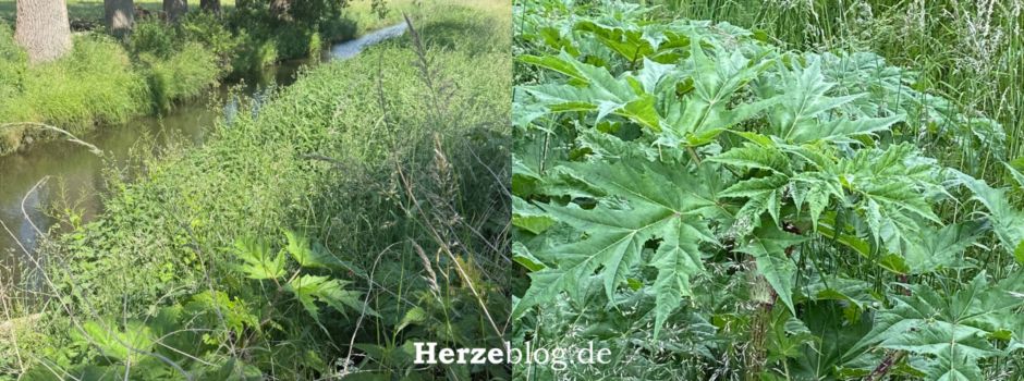 Gefährlicher Bärenklau breitet sich im Kreis Gütersloh aus – Meldungen erwünscht!