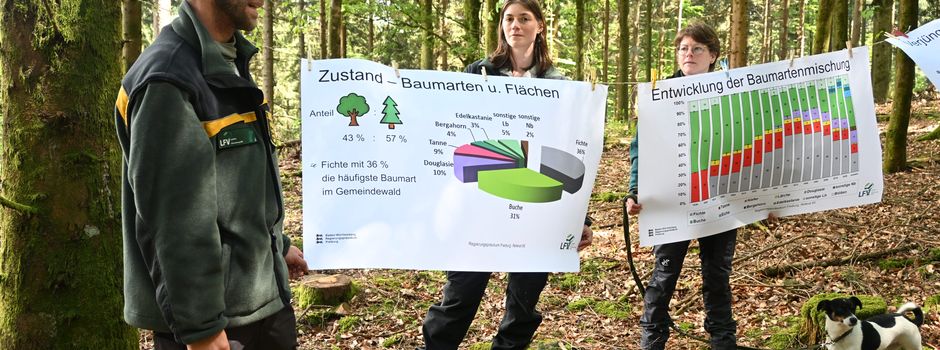 Der Laufer Wald wird umgebaut - Mehr Baumartenvielfalt ist das Ziel