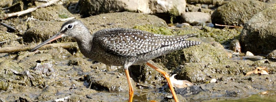 Rheidt: Besonderer Vogel zu Gast auf dem Rheidter Werth