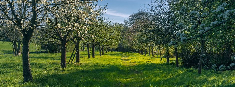 Zuschuss für die Pflanzung von Obstbäumen
