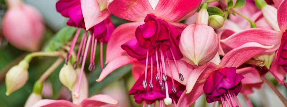 Fahrt zum Fuchsien- und Kräutermarkt nach Wemding