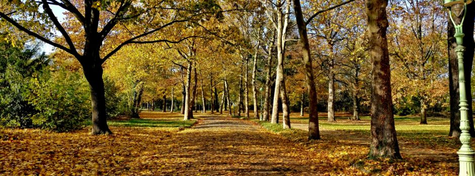 Endlich kommt der Herbst: Es wird kühl und neblig in Mainz