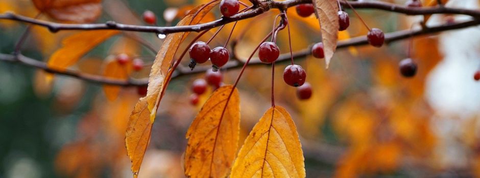 Der Herbst ist da...