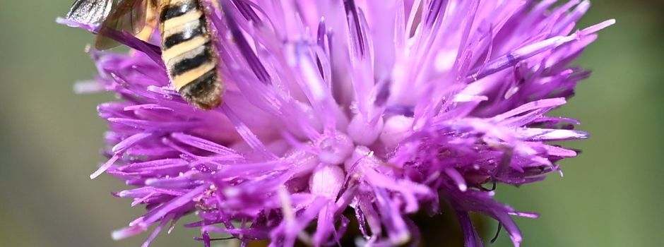 Blühflächen in Tesperhude sind Heimat für teilweise seltenen Wildbienen