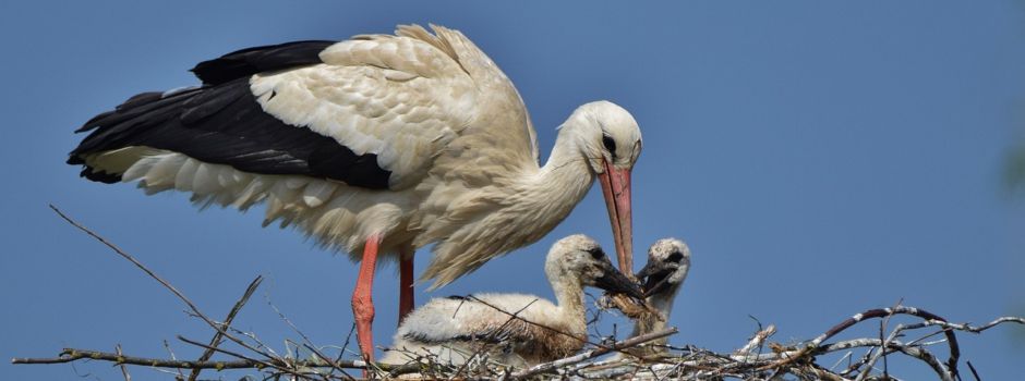 Willkommen in Zölkow: Drei Störche frisch geschlüpft