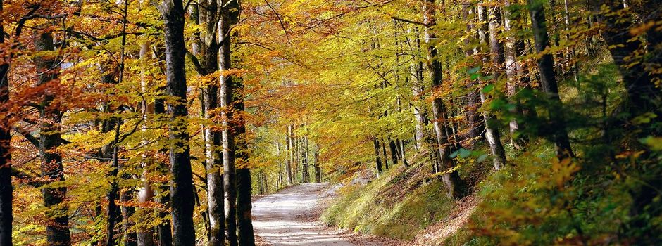 Nach Belagsarbeiten ist die Beuroner Steige bis zum 16.11.26 nicht befahrbar