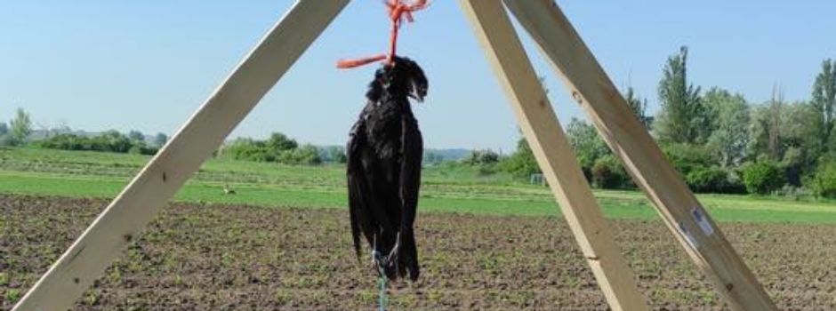 Aufgehängte tote Vögel in Mainz: Warum ist das erlaubt?