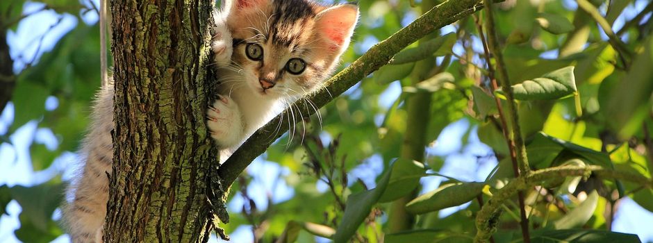 Neue Katzenschutzverordnung in Schleswig-Holstein