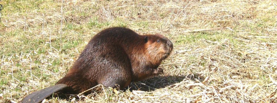 Biber breiten sich in Rheinhessen aus