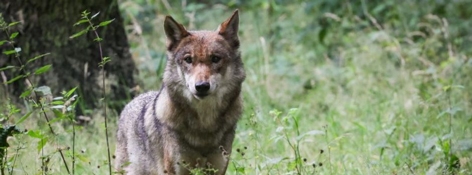 Bestätigt: Mit dieser Munition wurde eine Wölfin im Westerwald illegal erschossen