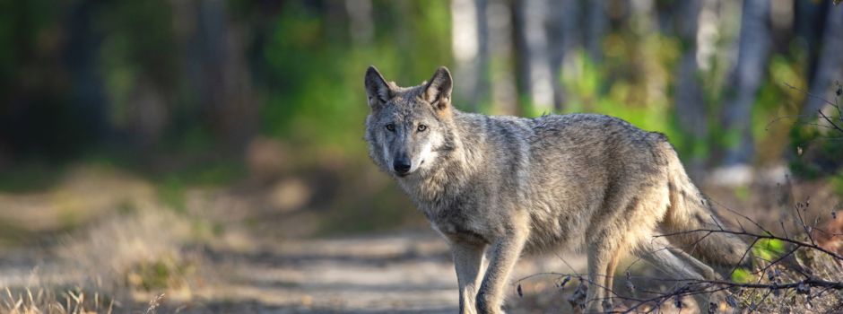 Wölfe im Rheingau: Können sie auch in Rheinhessen auftauchen?