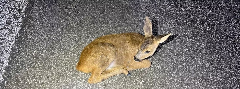 Polizei rettet schlafendes Rehkitz von Autobahn in Rheinhessen