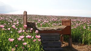 Mohnblüte in Germerode startet