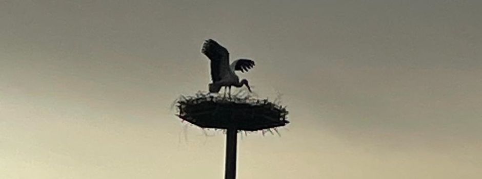 Hat ein Storchenpaar das Nest in Niederhorbach angenommen.