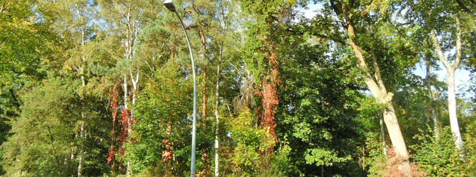 Waldschutz beginnt vor der Haustür