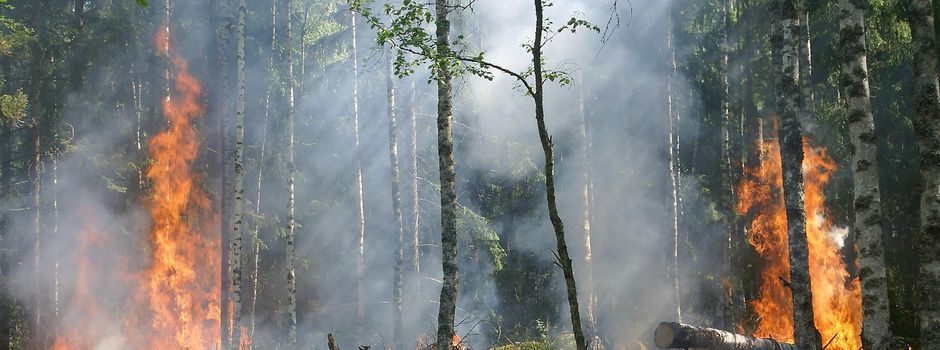 🌳🔥Waldbrandgefahr! 🔥🌳Forstministerium Hessen bittet um Mithilfe!