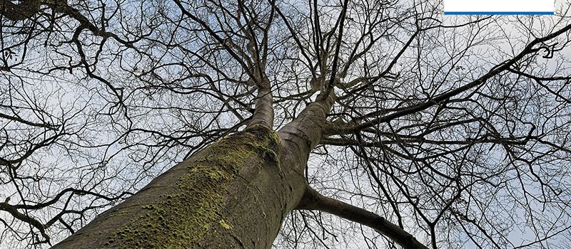 Einladung zur Waldwanderung