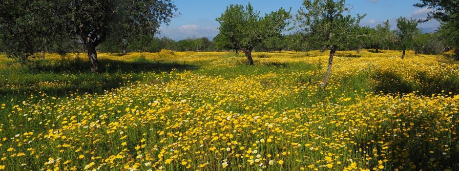 Bürgerwiese in Assenheim