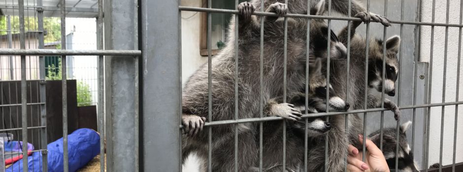 Die Waschbärenbande aus dem Mainzer Tierheim