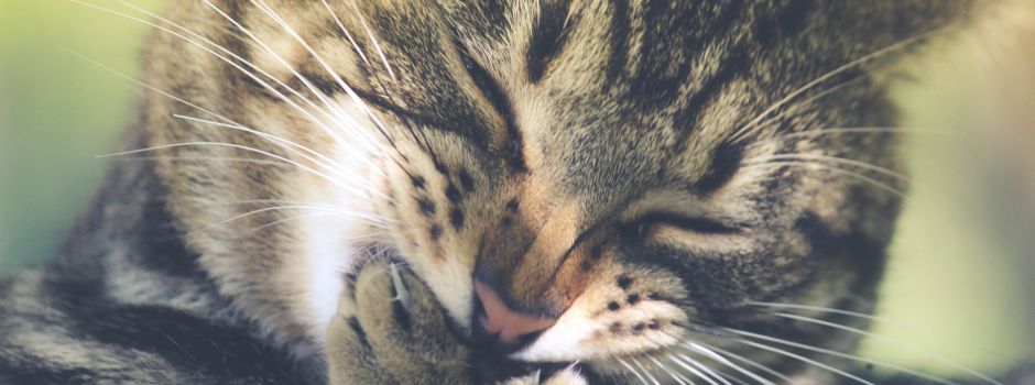 9 typische Katzen-Momente aus dem Leben der Augsburger Stubentiger