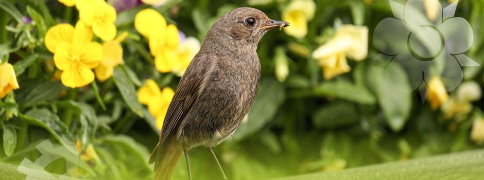 Frühlingsfrühstück im Datzetal 