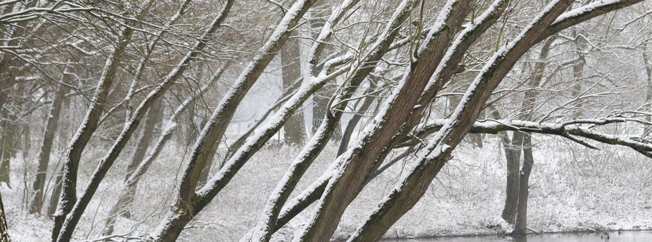 Winterzauber in Niederkassel