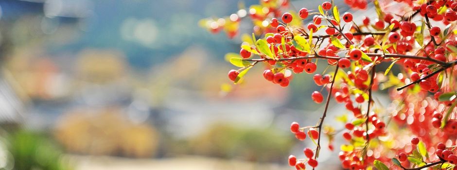 Rückschnitt für die Verkehrssicherheit