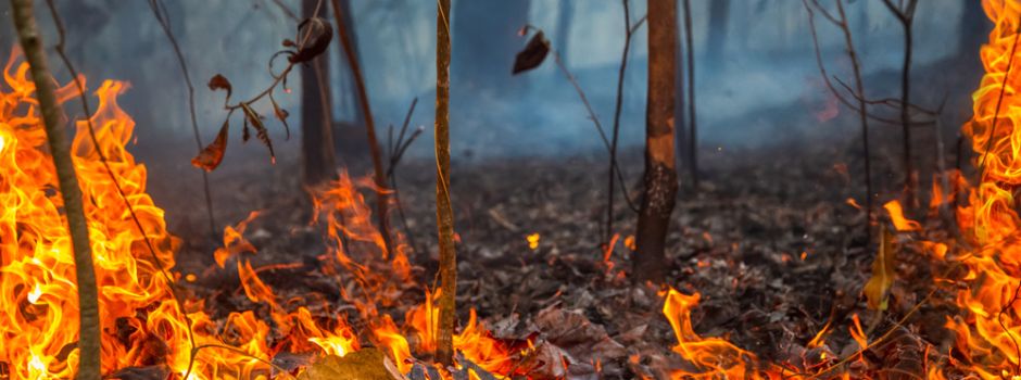 Angst vor Waldbränden: Wiesbaden verstärkt Schutzmaßnahmen