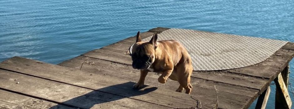 Gassigeh-Routen in Augsburg mit viel Platz zum Toben