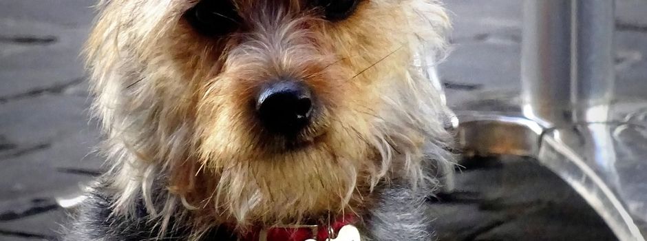 Mitteilung zur Änderung der 
Hundesteuermarken ab 2026