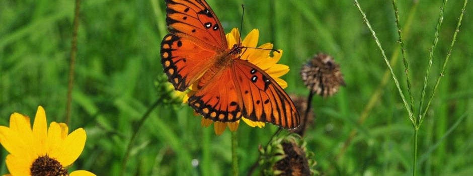 Erfassung von Tieren, Pflanzen und Lebensräumen