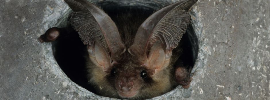 Seltene Fledermausart hat sich in Mainzer Kirche angesiedelt