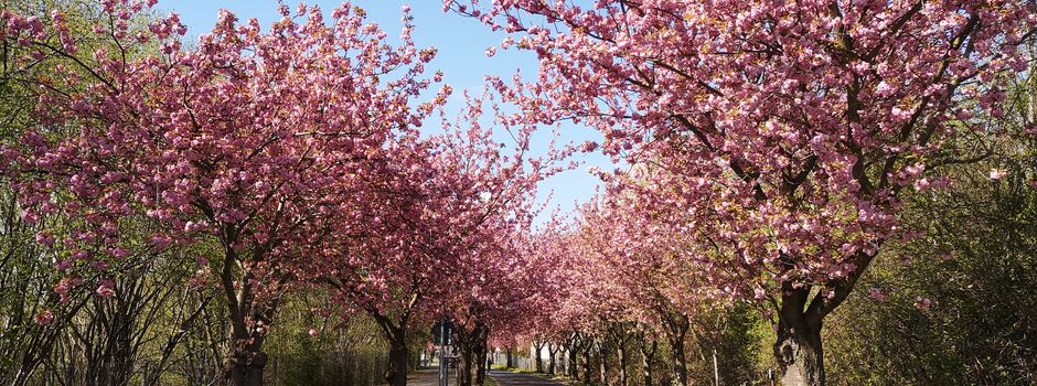 Niederkasseler Kirschblüten blühen