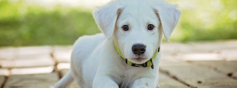 Durchführung einer Hundebestandsaufnahme im Stadtgebiet Niddatal