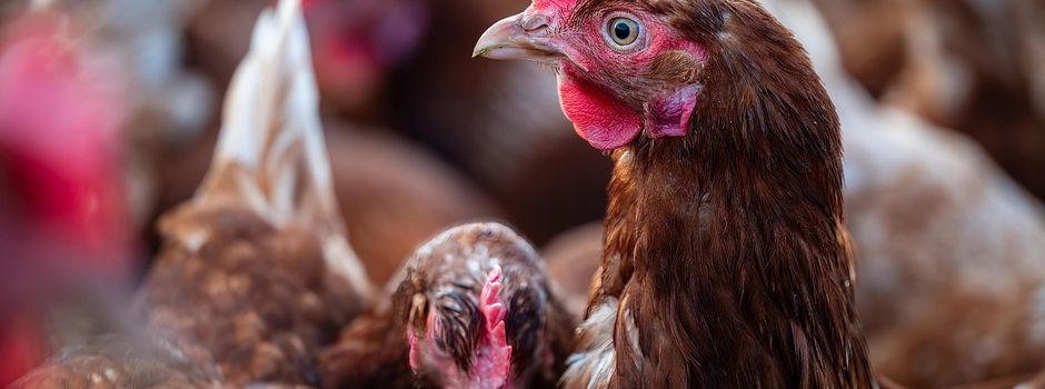 Newcastle-Krankheit im Landkreis Rottal-Inn: Allgemeinverfügung des Landratsamtes Rottal-Inn