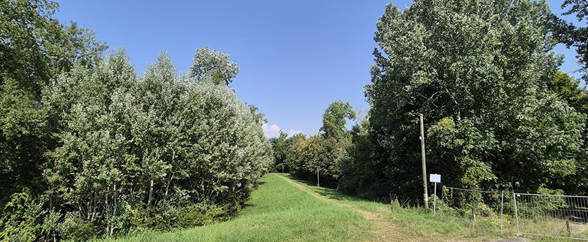 Oppenheimer Wäldchen im Wandel: Führung mit altem und neuem Förster