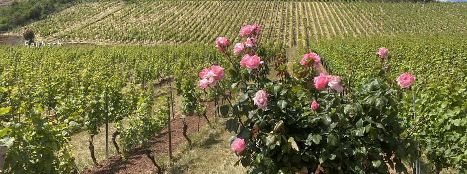 Weinbaubetrieben wird Säuerung ermöglicht