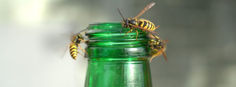 Hornissen und Wespen - wie mache ich es richtig?