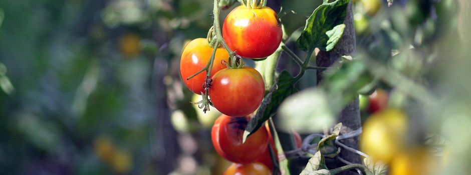 Anmeldung Kinderpflanzgarten 2026