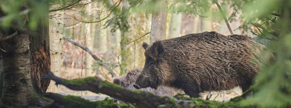 Gute Nachbarschaft mit Wildschweinen: Ein paar Hinweise