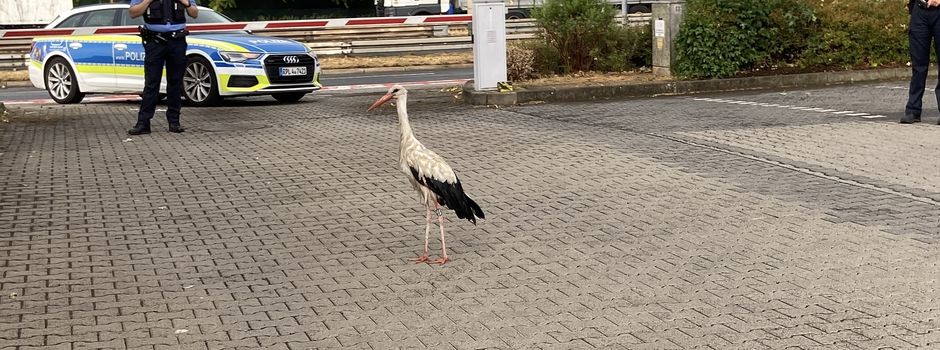 Autofahrer rettet Storch in Mainz-Mombach