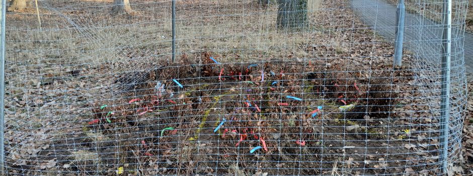 Pflanzungen im Schlosspark