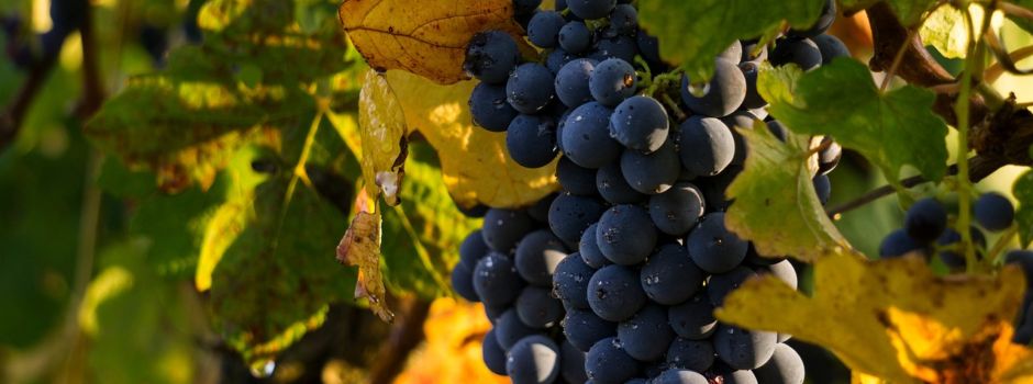 So wird der Wein-Jahrgang 2023 im Rheingau