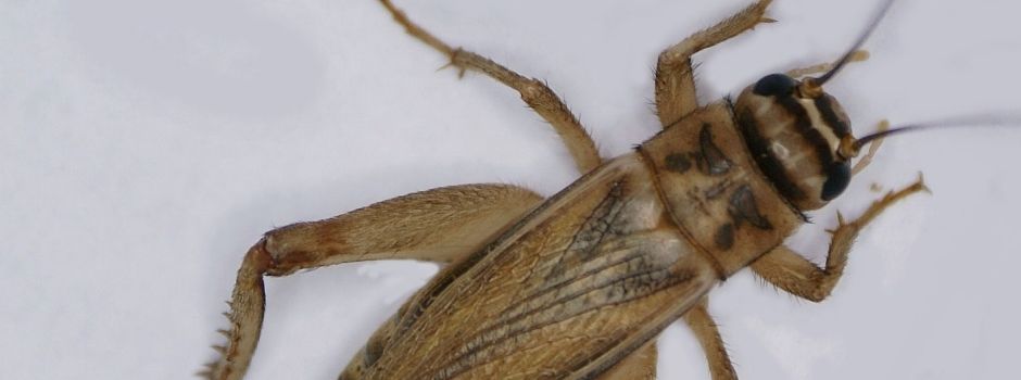 Insekten in Lebensmitteln: Was Mainzer Supermärkte sagen