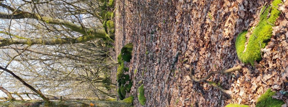 Leseholz am Hundsbaum