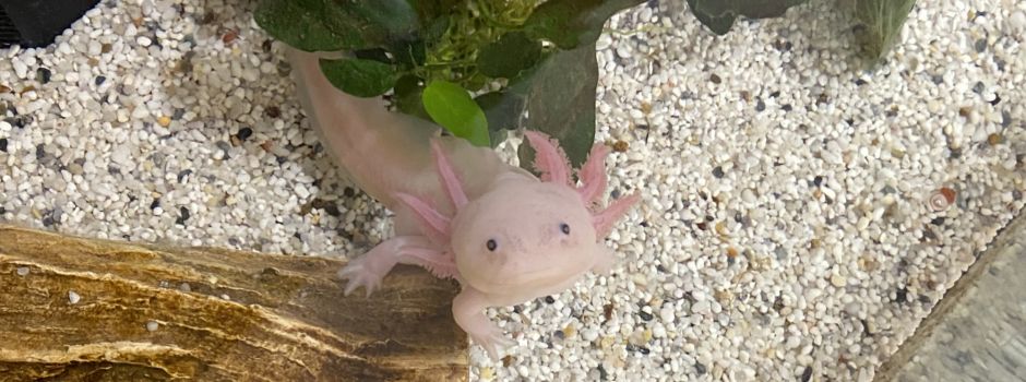 Wie ein mexikanischer Molch Kindern beim Entdecken hilft