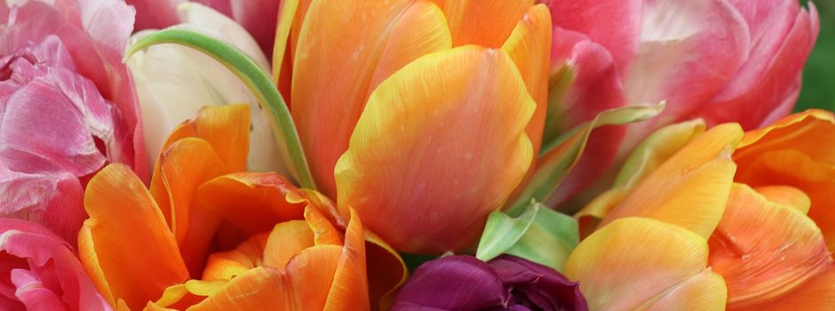 Herzlichen Glückwunsch allen Frauen am Frauentag