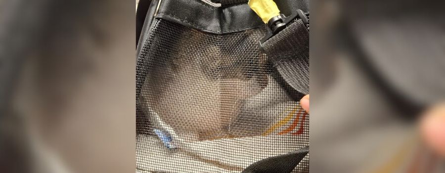 Katze vor Wormser Tierheim ausgesetzt –Mitarbeiter empört